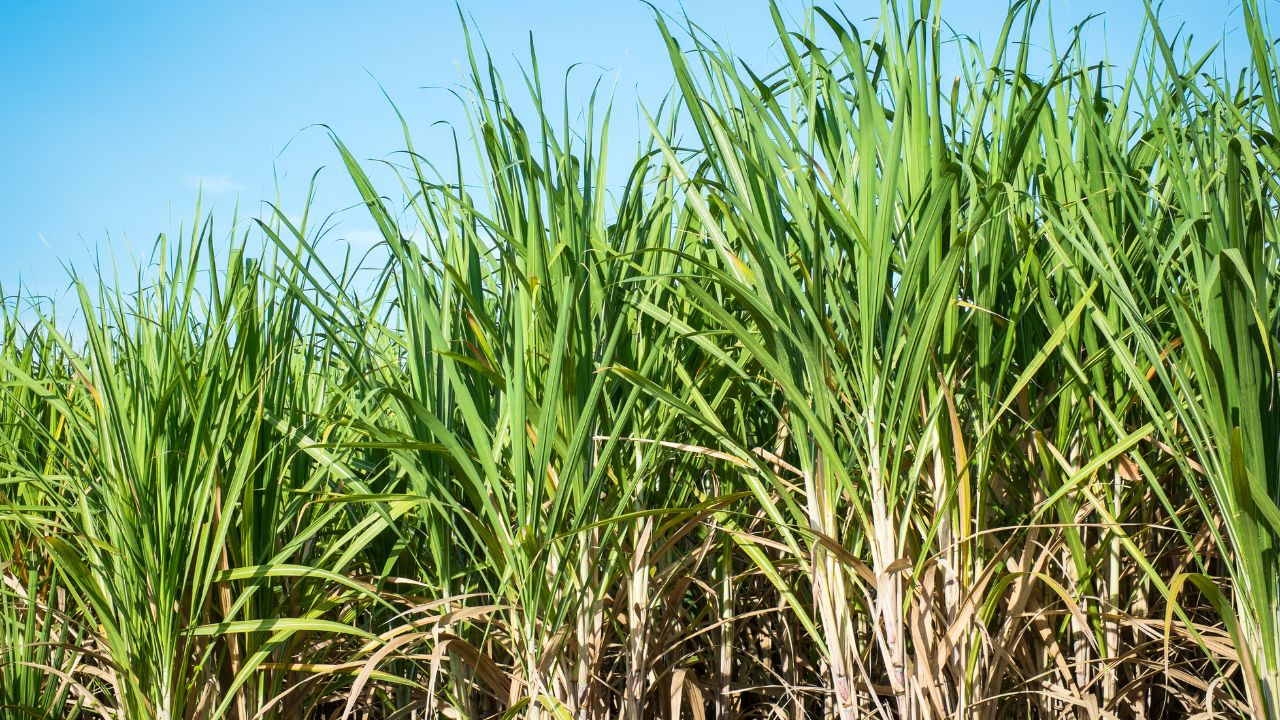 El Nino Threat Weak Monsoon May Hit Sugarcane Sugar Production Till 2028