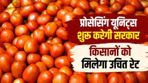 सरकार लॉन्च कर रही है नई योजना! टमाटर की बर्बादी होगी कम, किसानों की बढ़ेगी कमाई सरकार लॉन्च कर रही है नई योजना! टमाटर की बर्बादी होगी कम, किसानों की बढ़ेगी कमाई