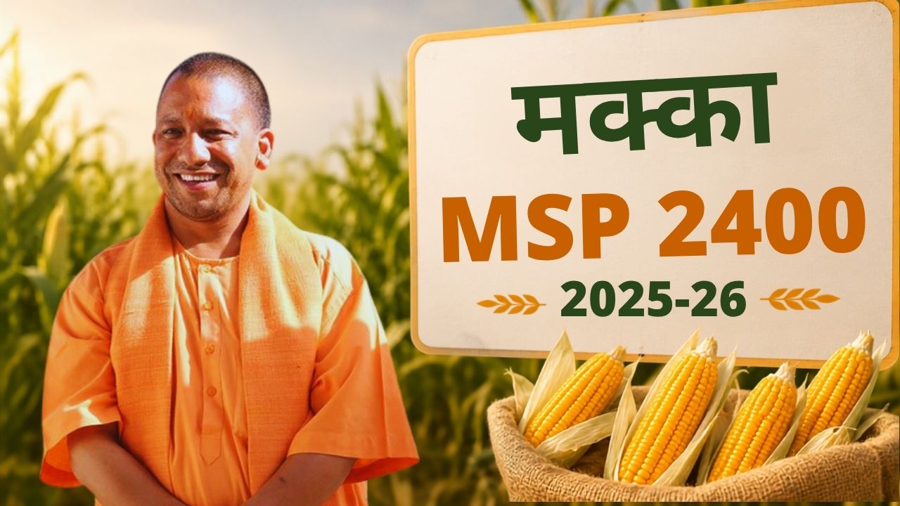 Up Cabinet Decision 2026 Maize Will Be Purchased At 2400 Msp Per Quintal Centers To Open From June 15 Maize Procurement Uttar Pradesh