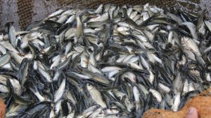 Fish Farming: जून में मछली पालन से बढ़ेगा मुनाफा, बस इन कामों को नजरअंदाज न करें किसान Fish Farming: जून में मछली पालन से बढ़ेगा मुनाफा, बस इन कामों को नजरअंदाज न करें किसान