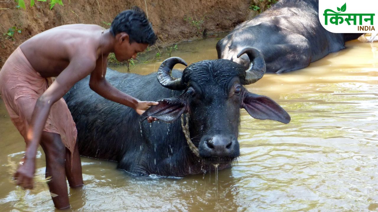 Things To Know Before Bathing Livestock In Rainy Season Carelessness Can Cause Disease