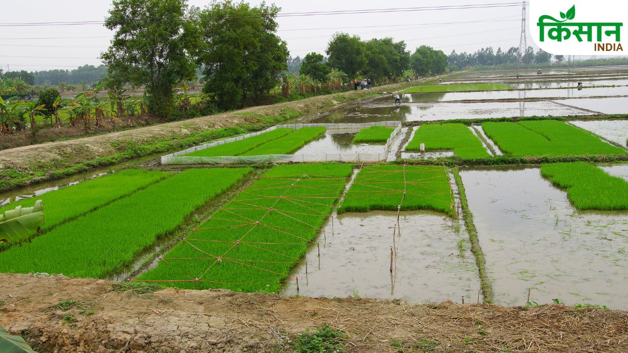 Flood Resistant Paddy Varieties For High Yield In Waterlogged Fields