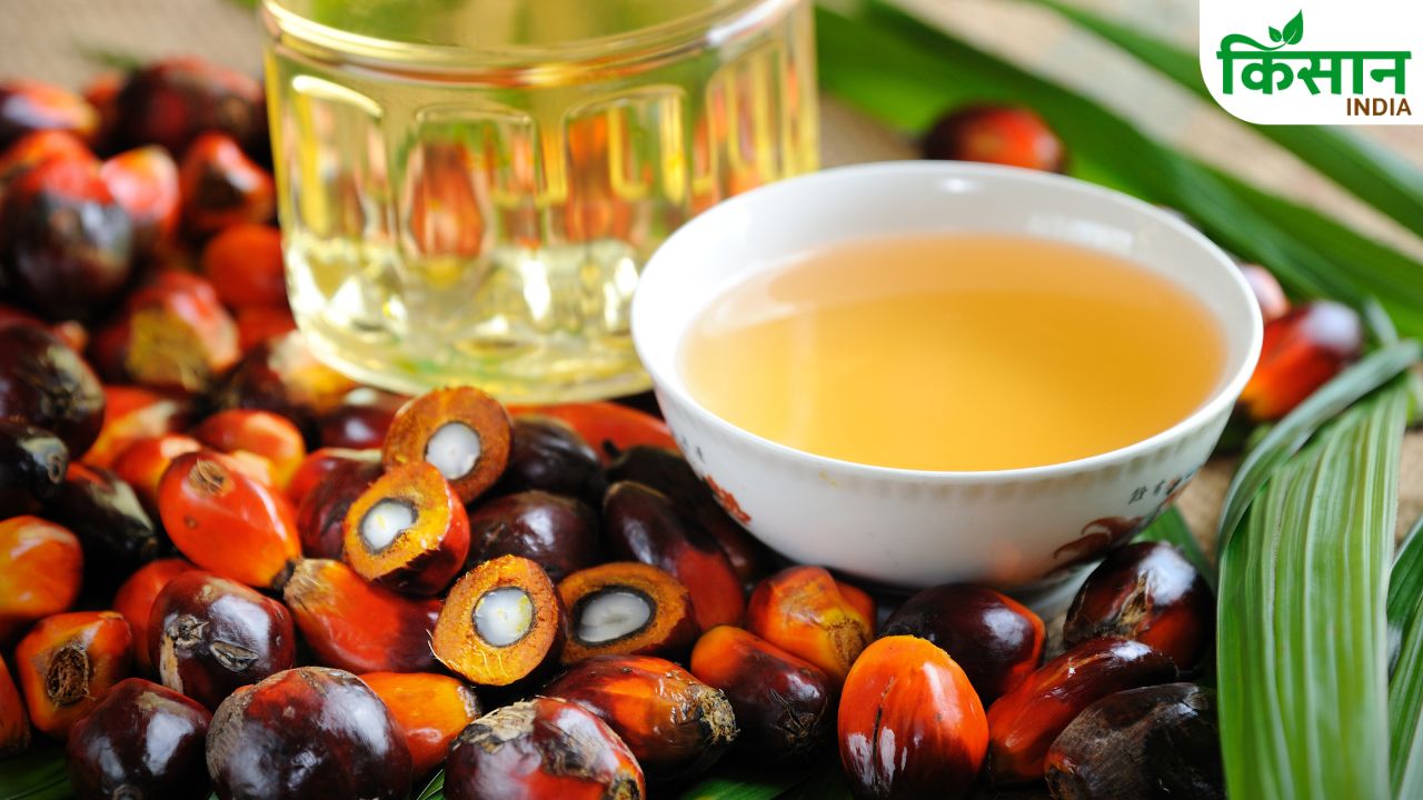 National Mission On Edible Oils Palm Oil Farmers Are Distancing Themselves From Palm Oil Cultivation