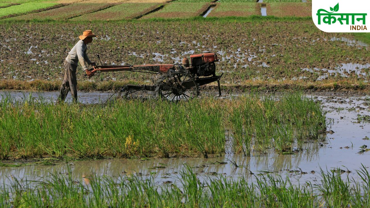 How To Improve Paddy Plant Growth And Boost Rice Production
