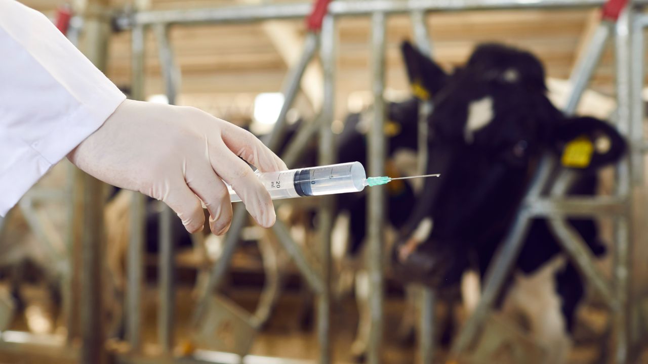 Dairy Animal Infertility 3 Major Causes And Prevention Tips