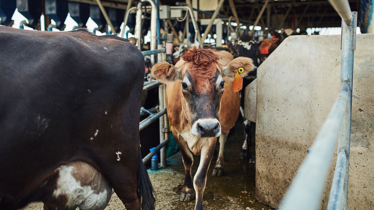 Uttar Pradesh Mukhyamantri Sahbhagita Yojana 4 Cows Can Earn Rs 72000 Per Year