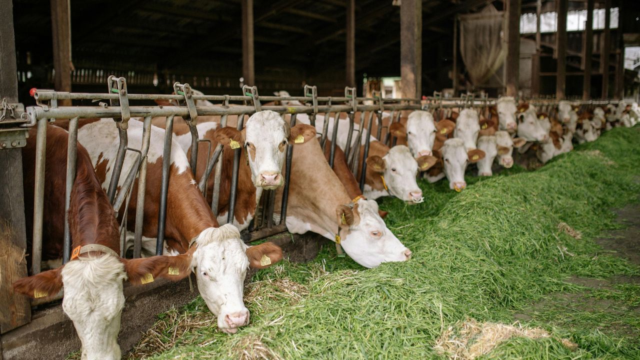 Deworm Cattle Before Monsoon To Prevent Diseases And Milk Production Loss