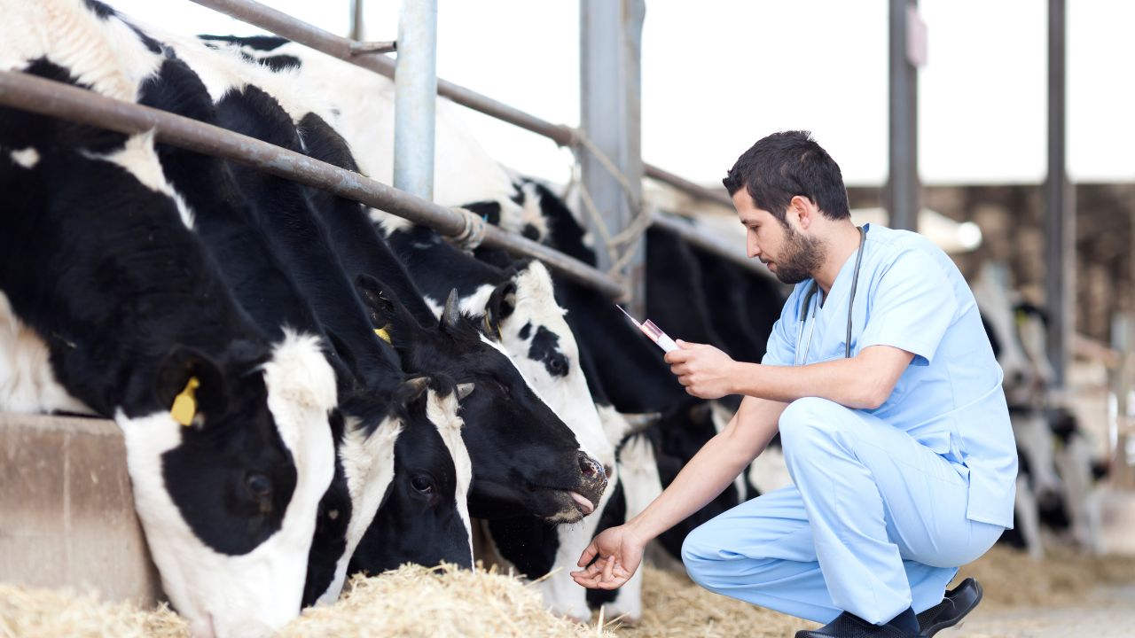 Sudden Drop In Milk And Frequent Urination In Cattle Could Be Important Heat Signs