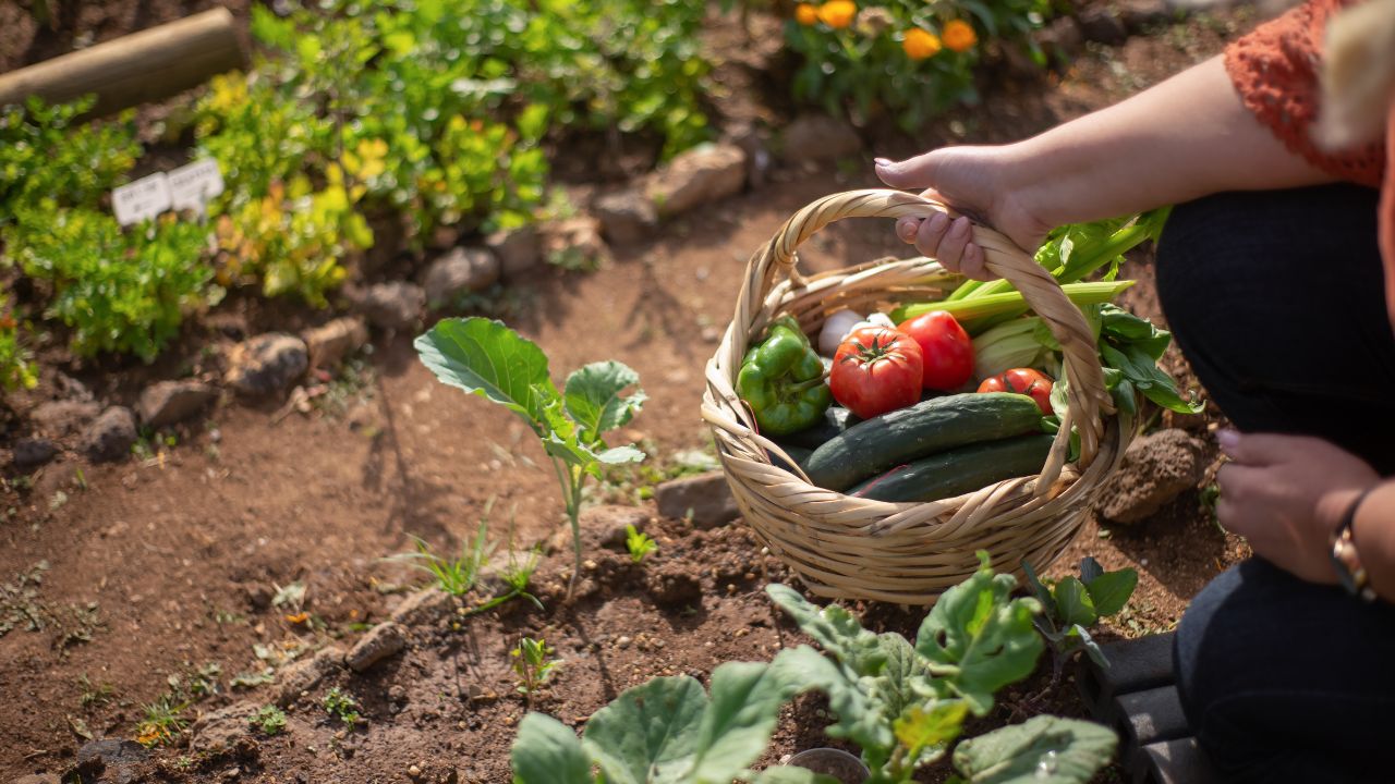 Plants To Grow In Pots During Monsoon For Fresh Fruits And Vegetables