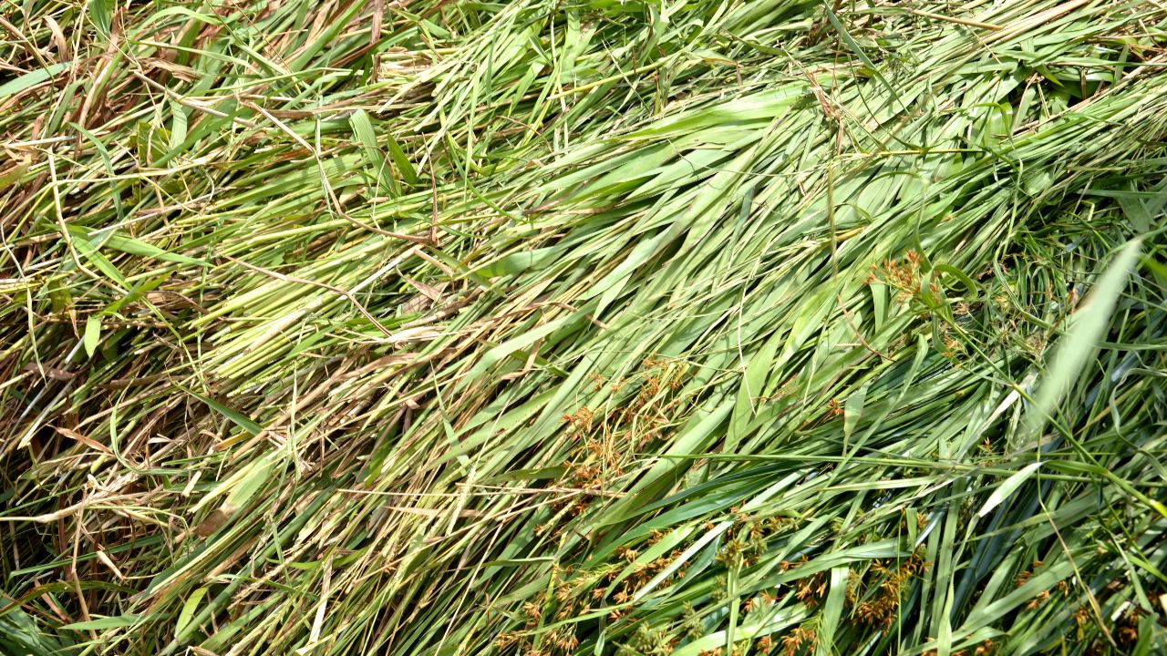 Feed This Green Fodder To Livestock In Summer To Boost Milk Production And Cut Feed Costs
