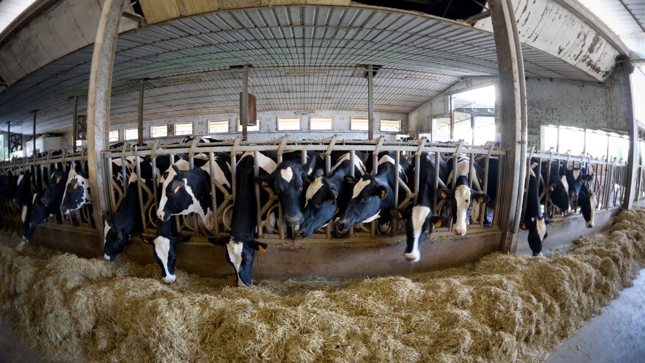 Heat Resistant Desi Cow Breeds Give High Milk Production Even In Extreme Summer