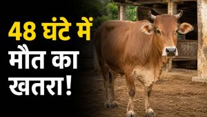 Monsoon Animal Disease: मानसून में 48 घंटे में पशुओं की जान ले लेती है ये बीमारी, जान लें बचाव के तरीके