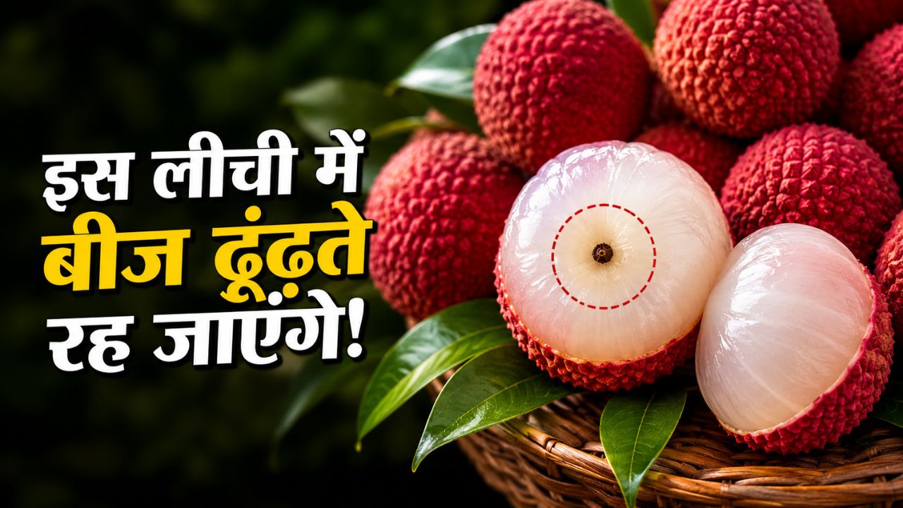 Bihar Seedless Litchi Shahi Litchi Rival New Variety With Black Pepper Sized Seed Ready