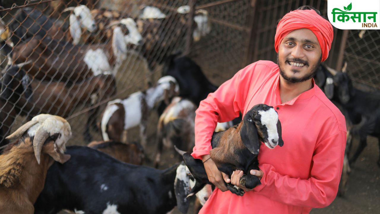 Goat Farming New Breed Dual Purpose Income Growth Farmers Profit Business