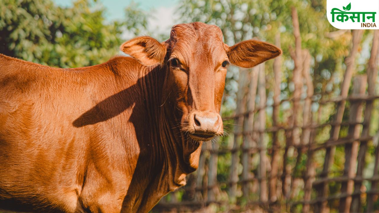 Surra Disease Threat In Cows And Buffaloes During Monsoon Experts Warn One Mistake Can Cause Heavy Losses