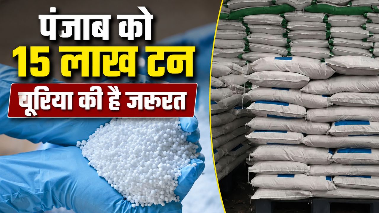 Fertilizer Consumption Punjab Fertilizer Stock Agriculture Director Claims No Fertilizer Shortage