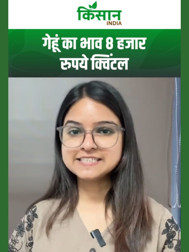 गेहूं का भाव बढ़कर पहुंचा 8 हजार रुपये क्विंटल, हिमाचल प्रदेश के किसानों को मिली बड़ी राहत
