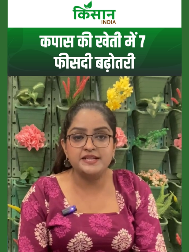 कपास का रकबा बढ़ा, अब होगी नोटों की बारिश