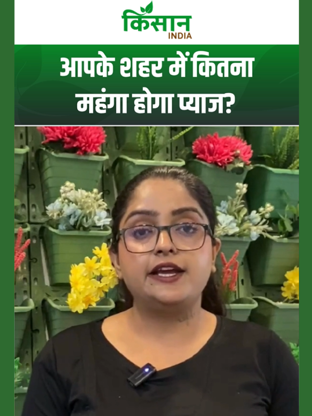 आम जनता की जेब पर डाका! जानिए आपके शहर में कितना महंगा होगा प्याज?