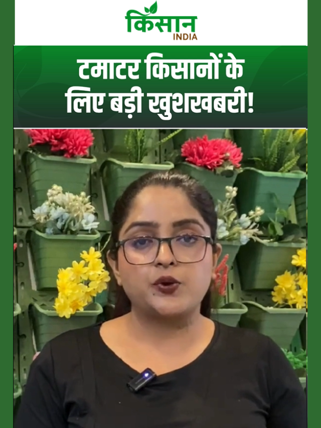 टमाटर किसानों के लिए खुशखबरी! आंध्र प्रदेश सरकार लगाएगी प्रोसेसिंग प्लांट