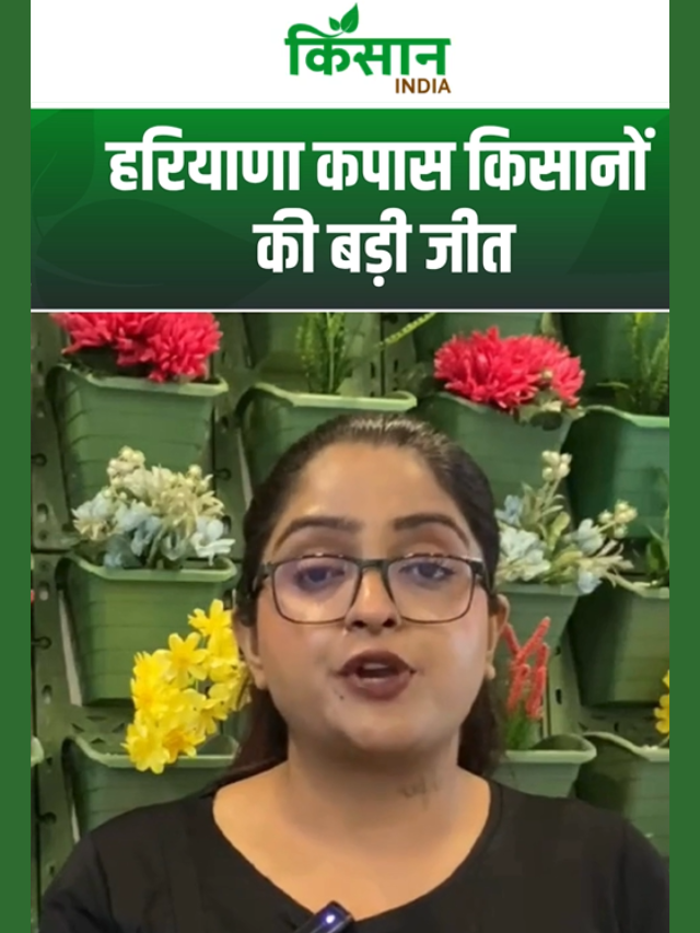 कपास किसानों की लॉटरी! ₹255 करोड़ का बीमा क्लेम मंजूर