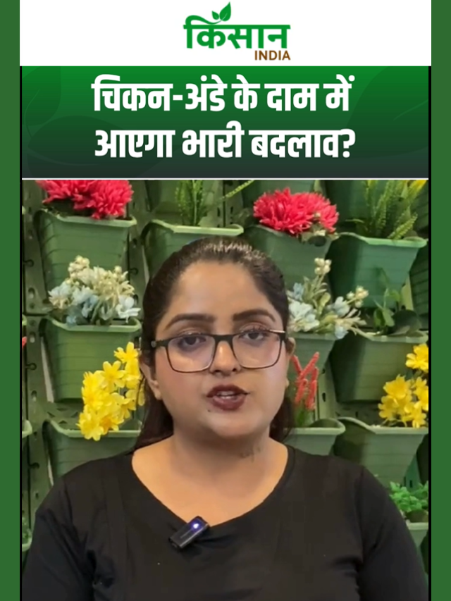 सावन और त्योहारों से पहले बड़ा झटका! मुर्गियों का दाना हुआ महंगा