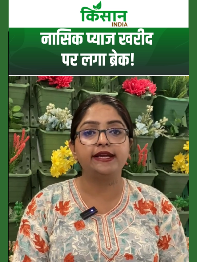 नासिक प्याज खरीद पर ब्रेक! NAFED ने क्यों ब्लॉक की 12 समितियां? क्या गिरेंगे दाम?