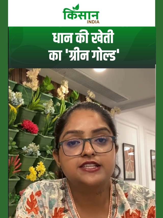 धान के खेत में अजोला का कमाल! मिट्टी बनेगी उपजाऊ, पैदावार होगी बंपर