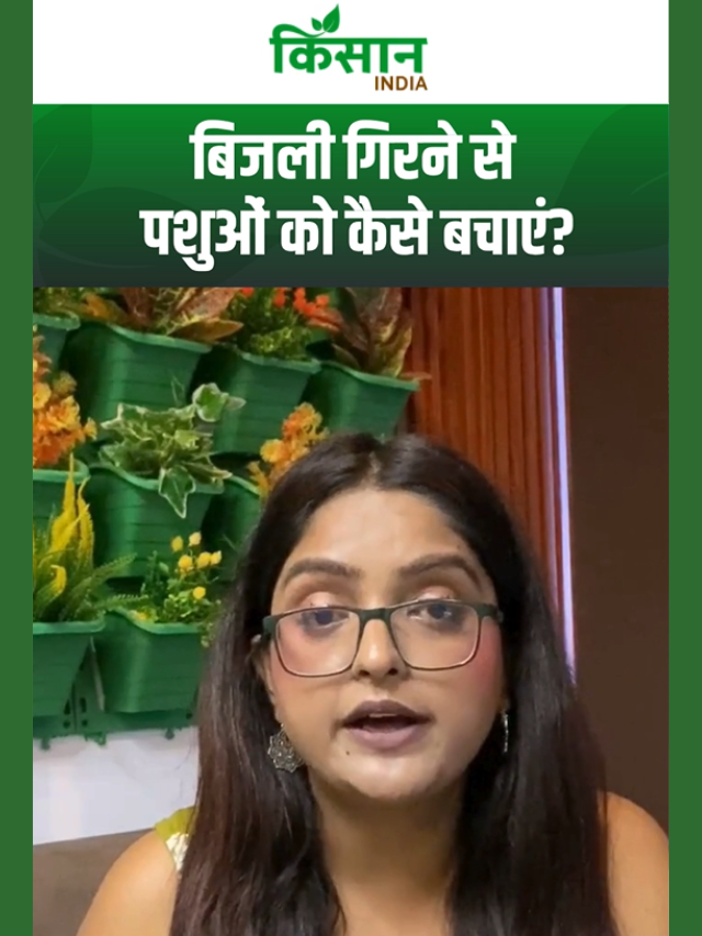 मॉनसून में 'ठनका' से गाय-भैंस को कैसे बचाएं, देखें सरकारी नियम?