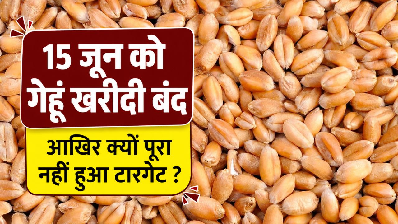 Wheat Procurement Uttar Pradesh Wheat Procurement Wheat Procurement Less Than Target