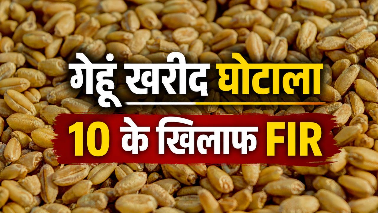 Wheat Procurement Scam Madhya Pradesh Wheat Procurement Jabalpur Wheat Procurement Scam