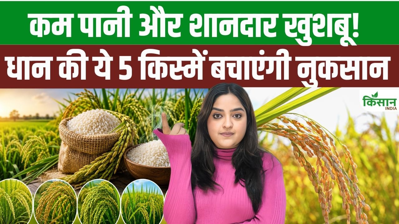 Bumper Paddy Crop Ready In 120 Days Rajendra Neelam And Prabhat Varieties Are The First Choice Of Farmers
