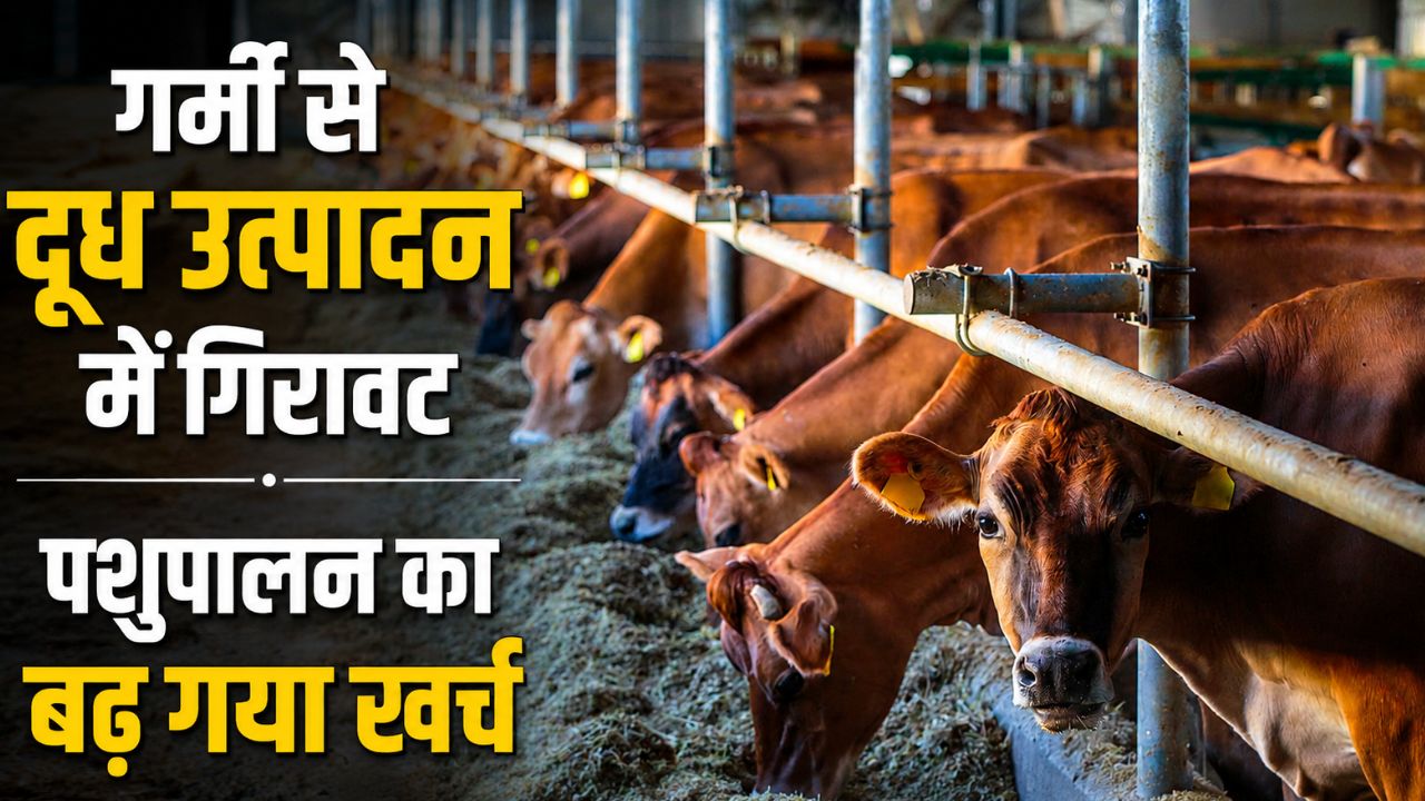 Climate Change Impacts Cattle Fertility Giving Birth To Premature Calves