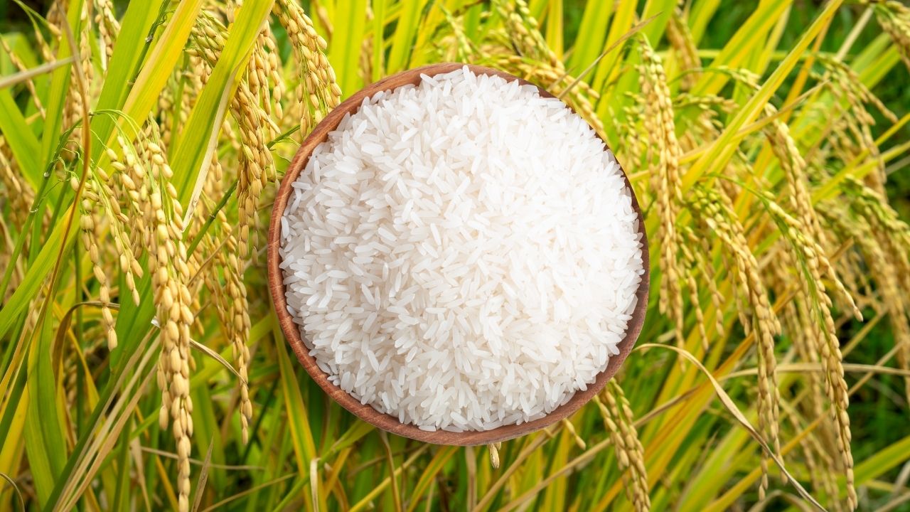 India Eu Gi Dispute Basmati Kashmir Wine Spirits Cheese Exclusive Rights Politics Pakistan