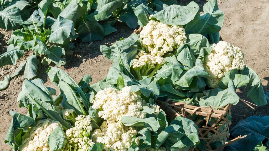 गोभी की अच्छी और अधिक पैदावार के लिए मजबूत नर्सरी तैयार करना बेहद जरूरी होता है, क्योंकि शुरुआती अवस्था की तैयारी सीधे पूरी फसल की गुणवत्ता और उत्पादन को प्रभावित करती है.
