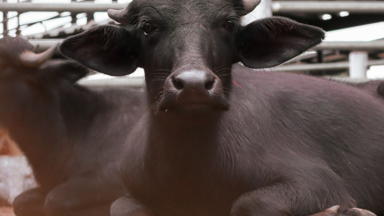 Mukhyamantri Dairy Plus Yojana 2026 Get Up To 75 Percent Subsidy On Murrah Buffalo