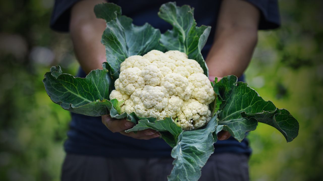 Cauliflower Nursery Preparation Tips June Sowing High Yield Farming Tips For Farmers