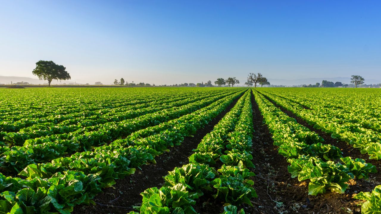 Brics Agriculture Conference Brics Countries To Promote Climate Friendly Agriculture