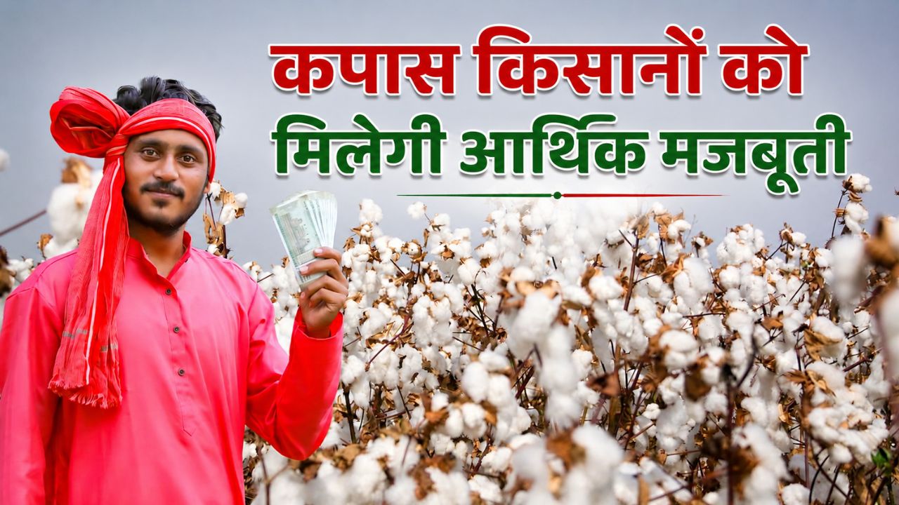 Haryana Cotton Farming Crop Insurance Payments Crop Insurance Claims Worth Rs 255 Crore