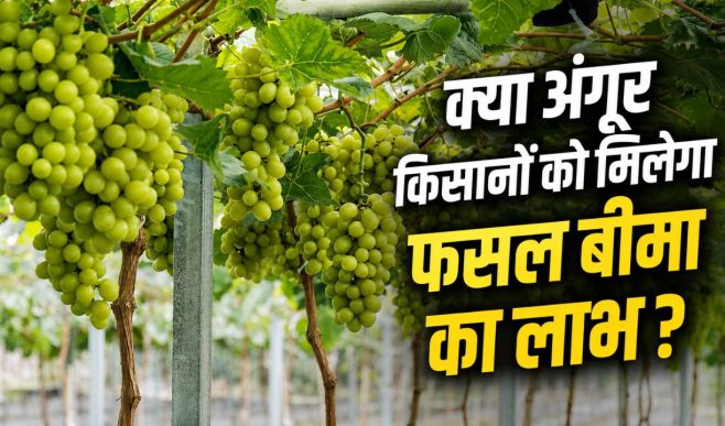 अंगूर किसानों को राहत! बीमा दावे खारिज होने पर जांच के आदेश.. बारिश के आंकड़ों में गड़बड़ी का आरोप