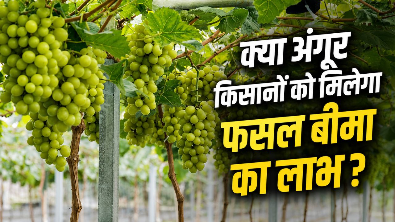 Maharashtra Grape Farmers Rain Damage Grape Crops Insurance Claims Investigation Ordered