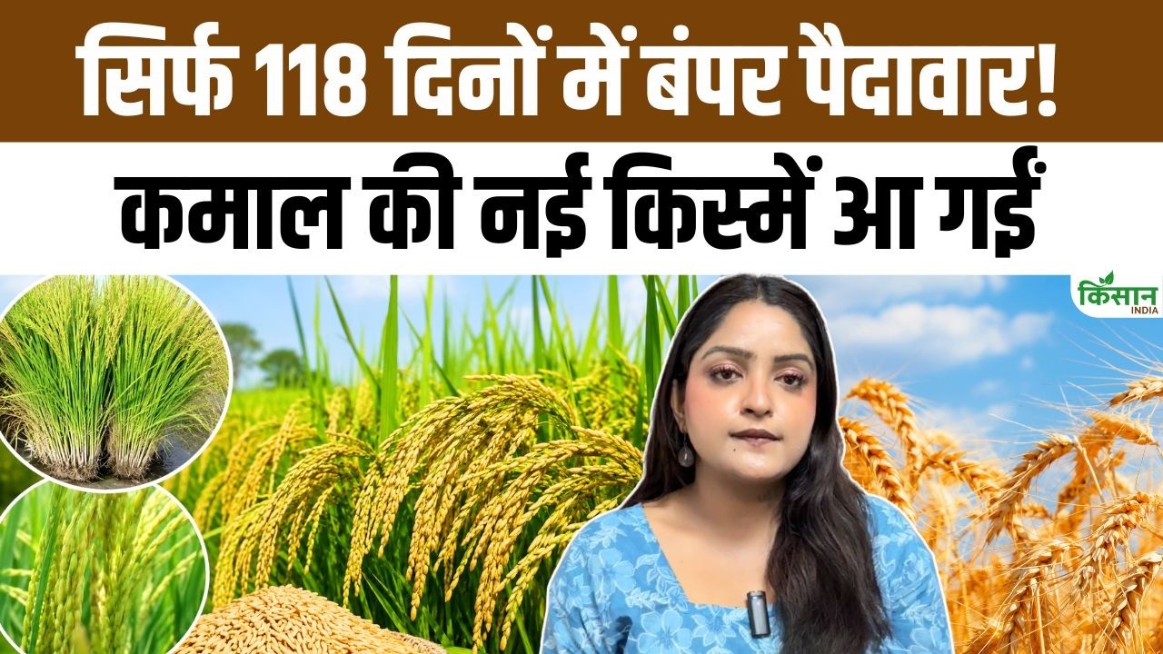 Good News Paddy Farmers Drr Paddy 92 And Cr Paddy 217 Give Higher Yield With Less Water