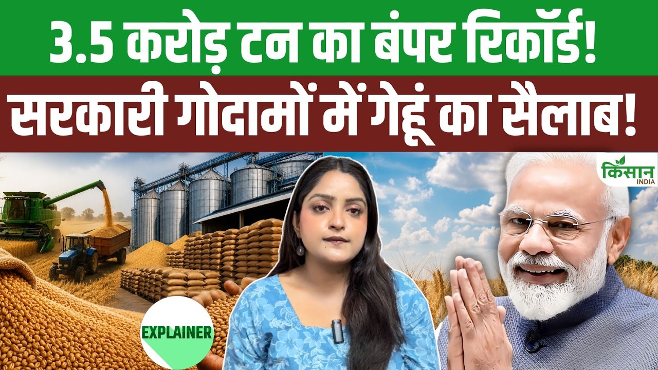 Wheat Procurement A Record Breaking Season Government Stocks Reach 35 Million Tons A Windfall For Farmers