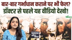 गाय-भैंस बार-बार खाली रह रही हैं, बांझपन की इन 3 वजहों को समय रहते पहचानें