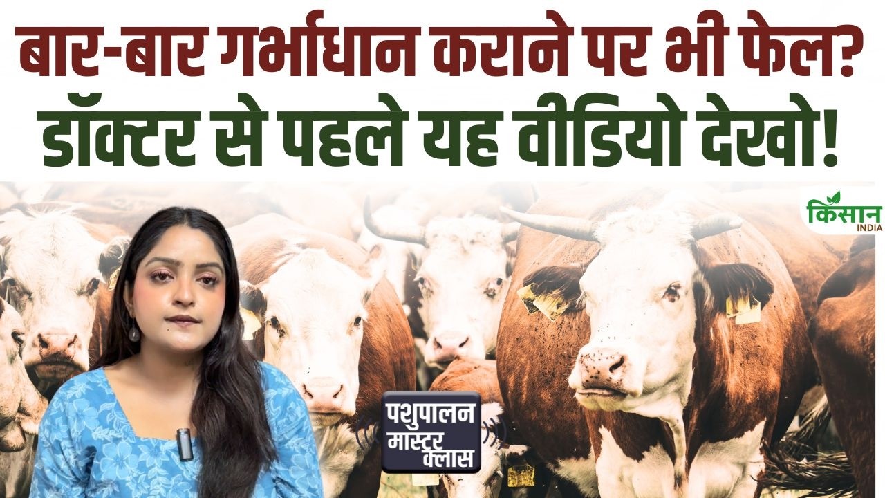 Cows And Buffaloes Are Repeatedly Becoming Barren Identify These 3 Reasons Infertility In Time