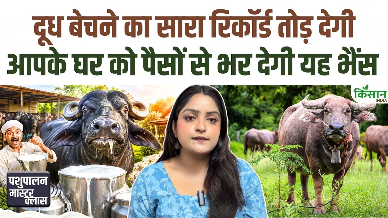 Jafarabadi Buffalo Which Produces 15 16 Litres Milk Becoming Great Source Income Dairy Farmers