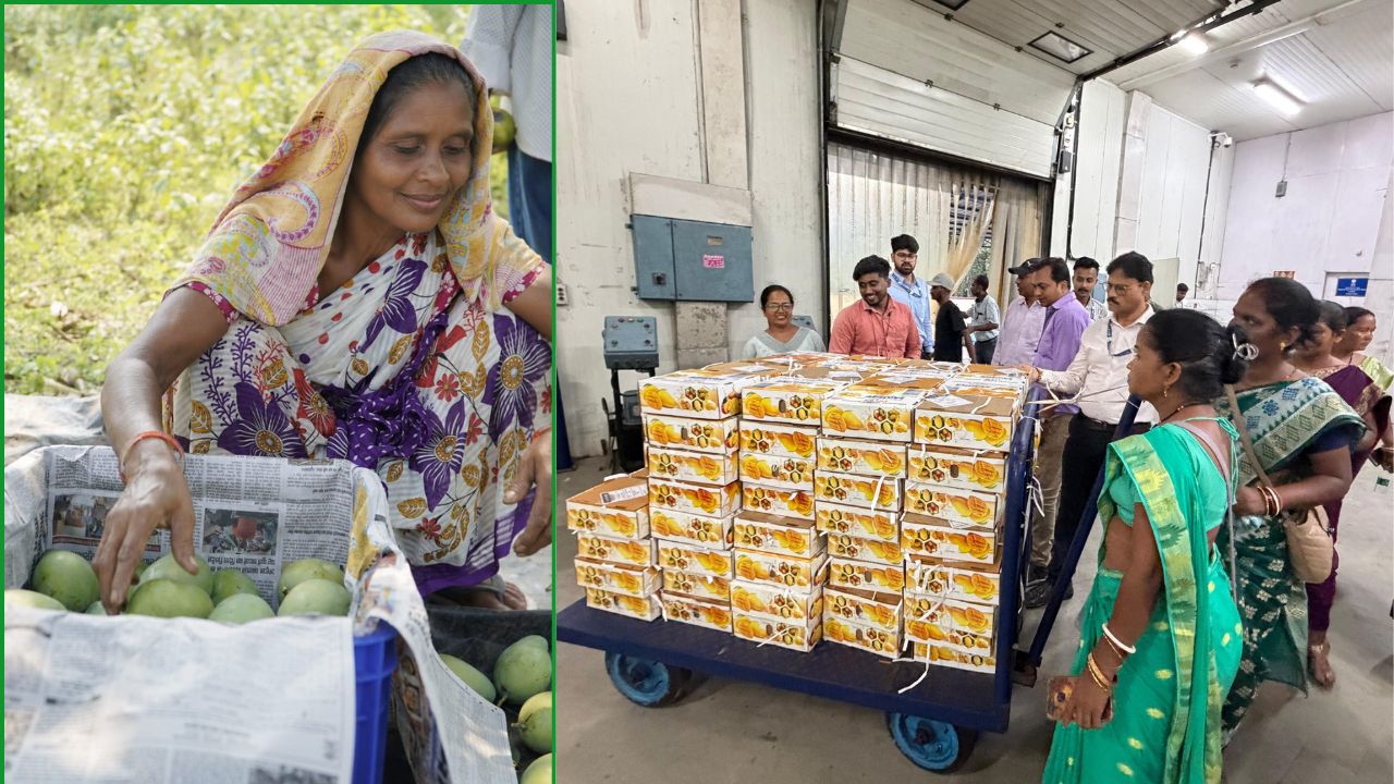 Jharkhand Amrapali Mango Exported To London Mango Business