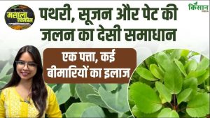 यूरिन इन्फेक्शन से पथरी तक राहत! पत्थरचट्टा का एक पत्ता कई स्वास्थ्य समस्याओं में माना जाता है फायदेमंद यूरिन इन्फेक्शन से पथरी तक राहत! पत्थरचट्टा का एक पत्ता कई स्वास्थ्य समस्याओं में माना जाता है फायदेमंद