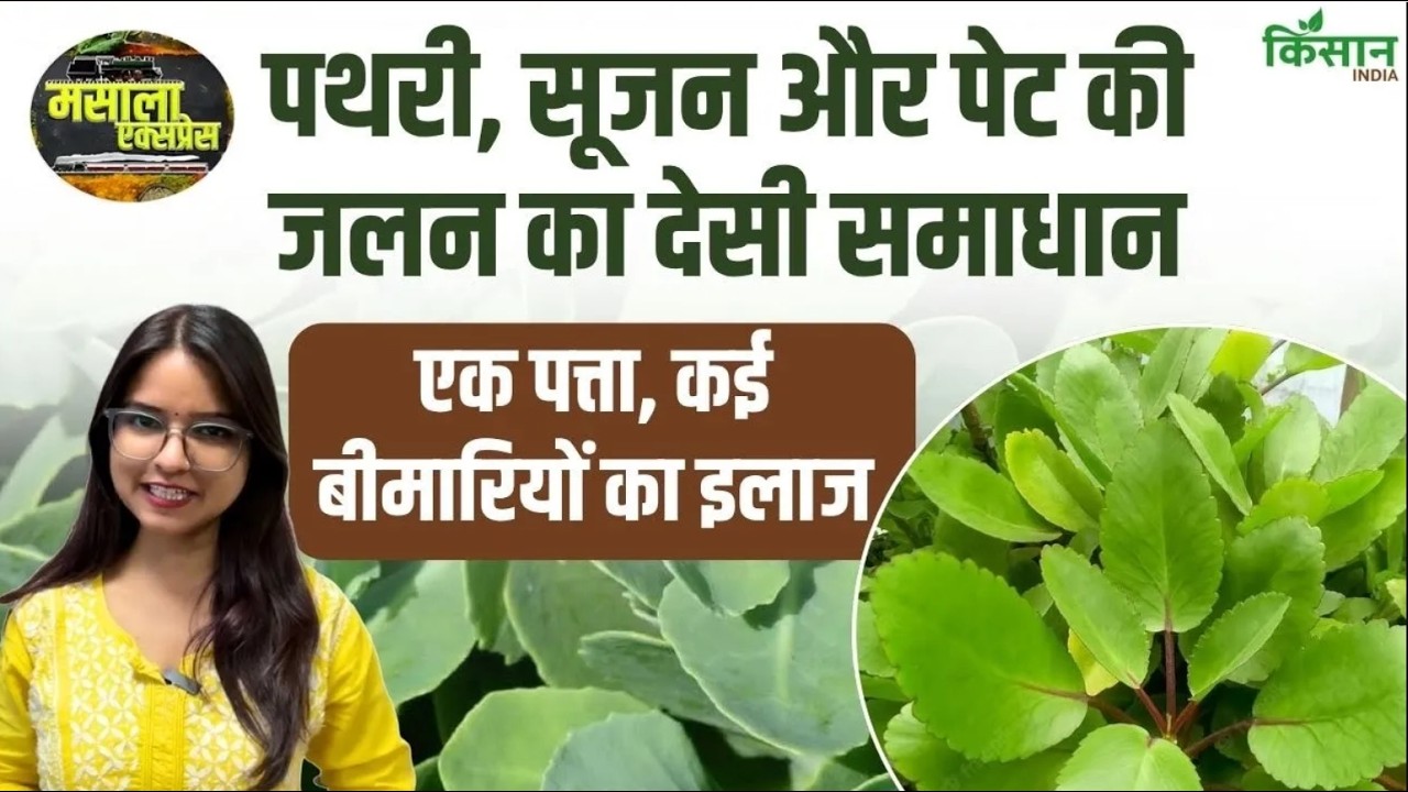 Pattharchatta Leaf Benefits For Urinary Infection Kidney Stones And Joint Pain Natural Remedy