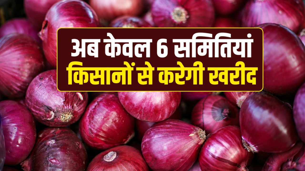 Maharashtra Onion Procurement Nafed Blocks Procurement Ids 12 Cooperative Societies